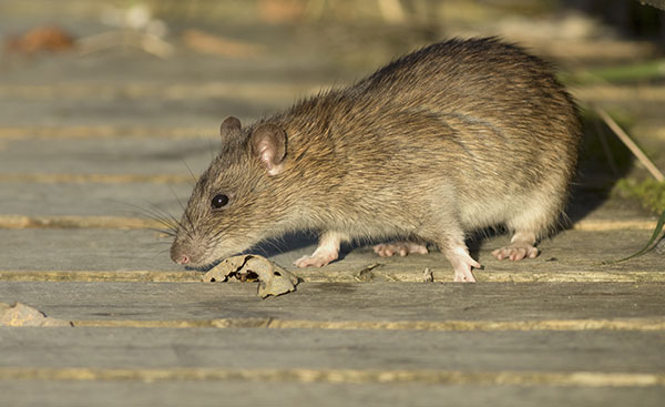 Rodents - Pest Control - Exterminator - Springfield, MO & Ozarks