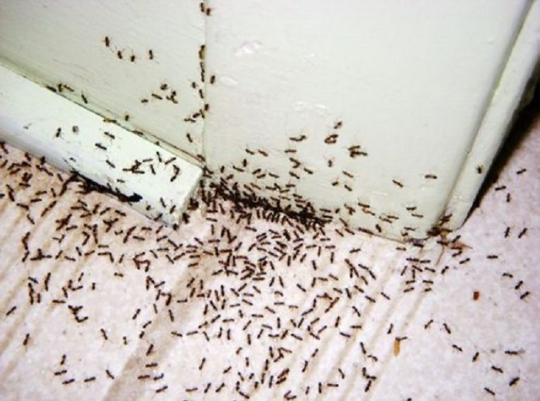 Ant Exterminator in Springfield Missouri Eliminates and Prevents Colonies