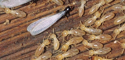 Termite Exterminator in Springfield Missouri Protects Homes