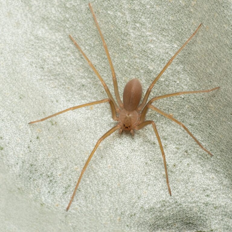 pest-control-brown-recluse-signs-you-may-have-an-infestation-expert