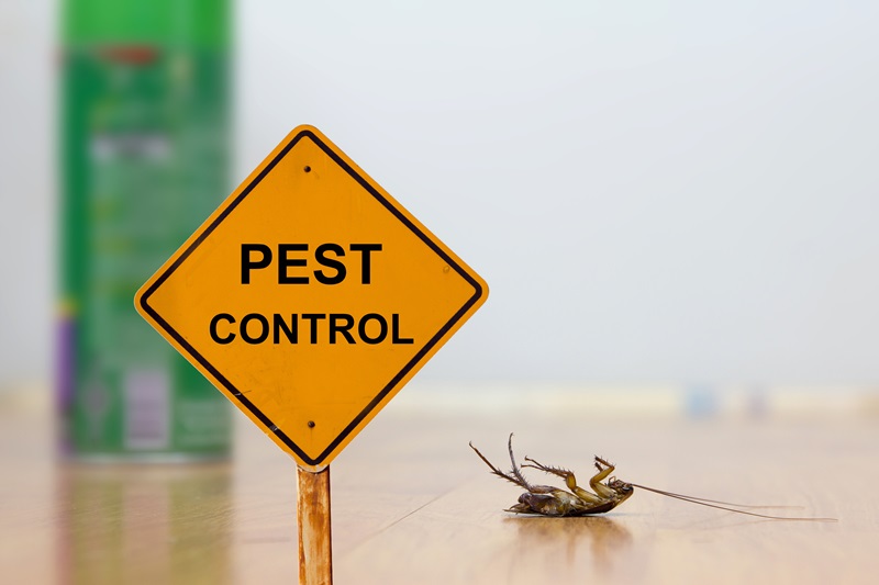 Pest Control Service in Springfield Expert Pest Solutions Your Trusted Partner is Expert Pest SolutionsAdobeStock_116168435